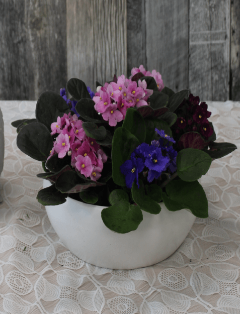 Picture of Tribute to a Horticulturist