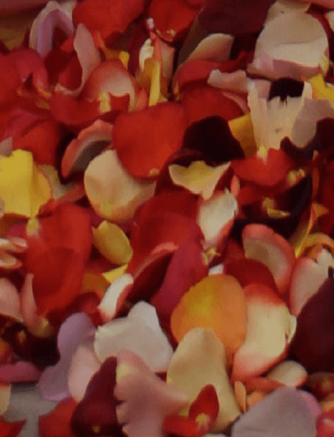 Picture of Scatter Petals